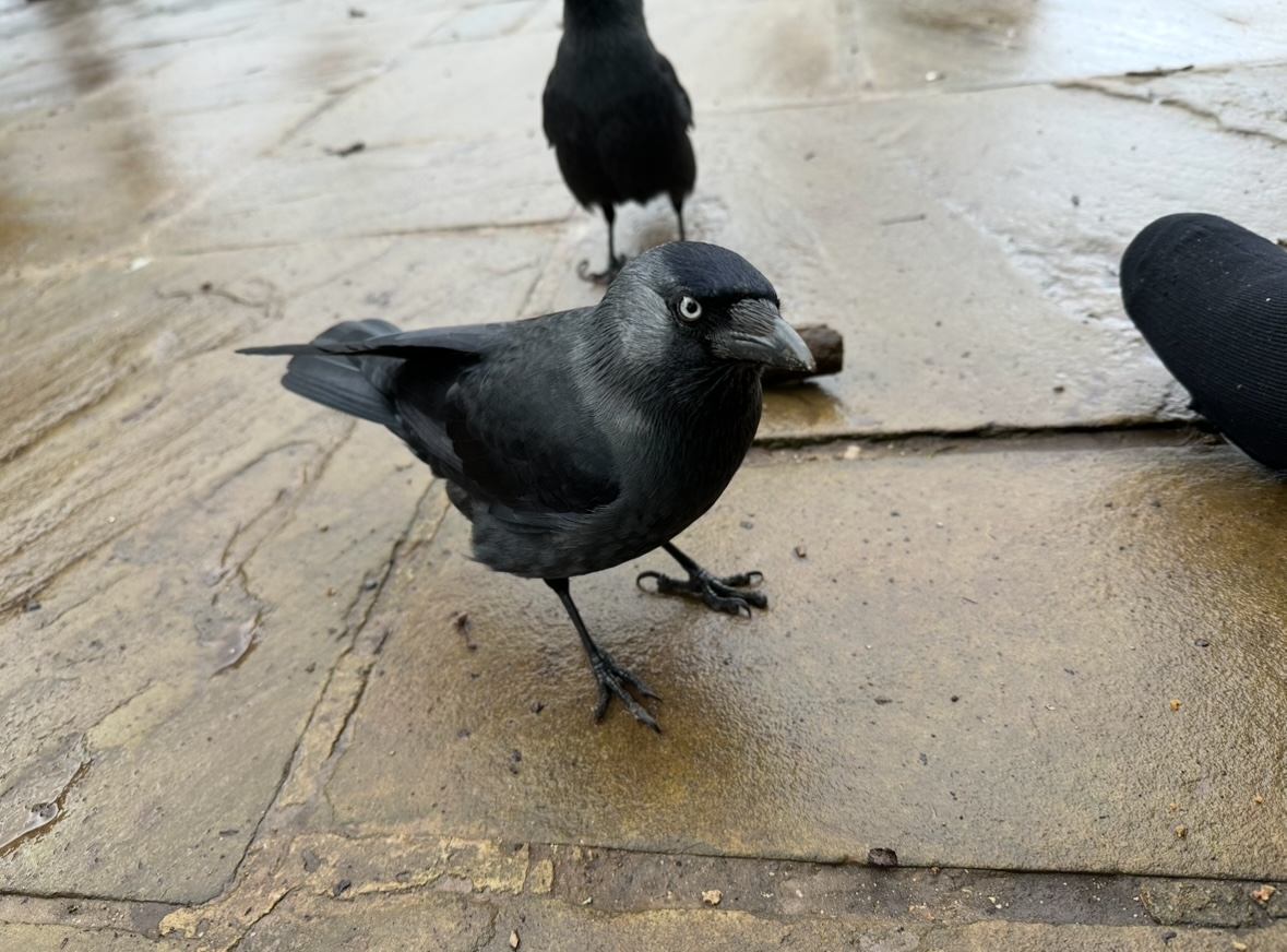 IMG_2517.jpeg