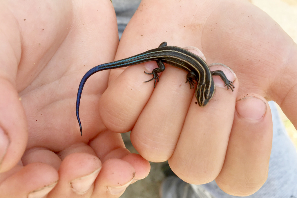little-skink.jpg