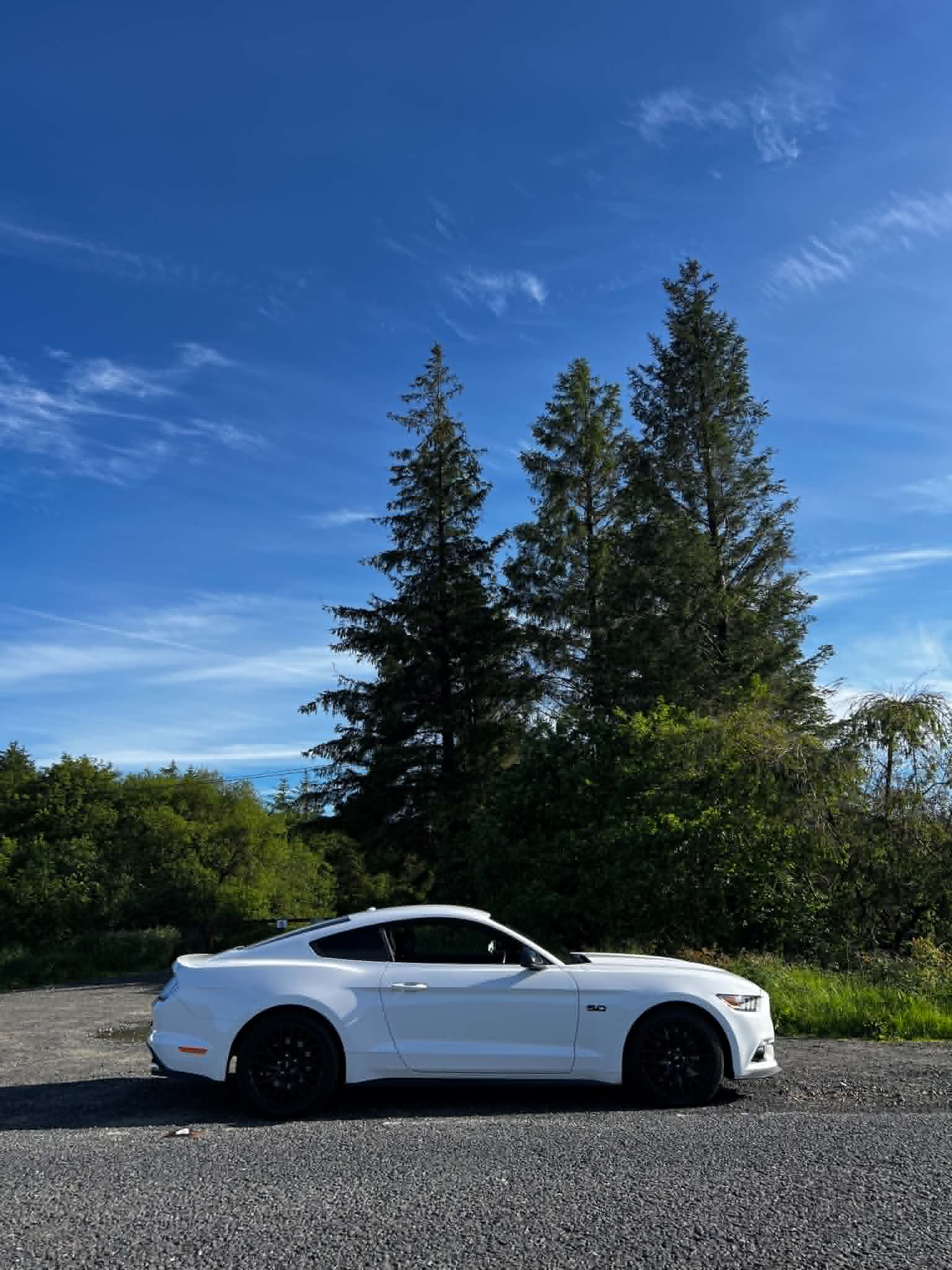 Mustang.jpeg